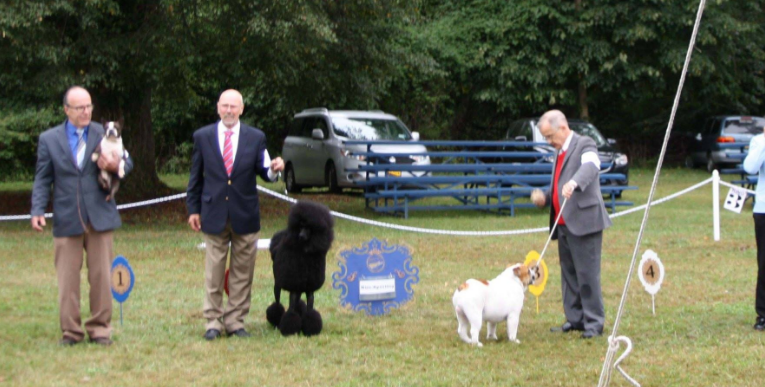 Asociación Westbury Kennel presenta el “Champion Dog Show”