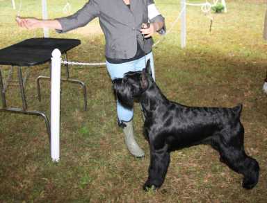 Exhibición anual de perros campeones en el State Historic Park