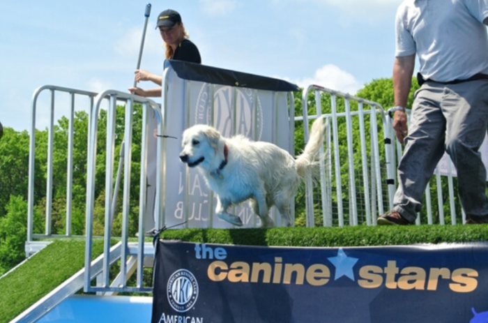 Tres días de diversión en el Festival de Perros de Long Island