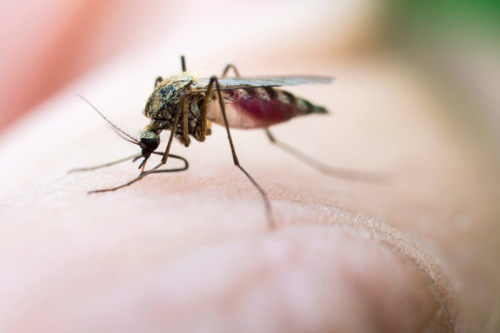 Muestras de mosquito dan positivo con el Virus del Nilo Occidental