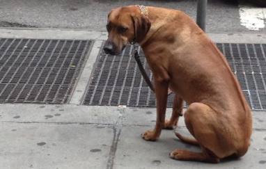 Senadora Monica R. Martinez introduce legislación para endurecer penas a individuos que cometan delitos contra los animales