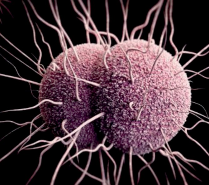 Las enfermedades de transmisión sexual (ETS) marcaron un nuevo récord histórico informaron los Centros de Control y Prevención de Enfermedades. (Foto: CDC)