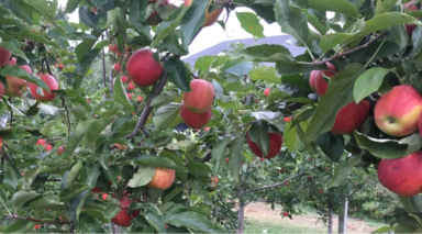 Tiempo de recoger manzanas en huertos y granjas de Long Island
