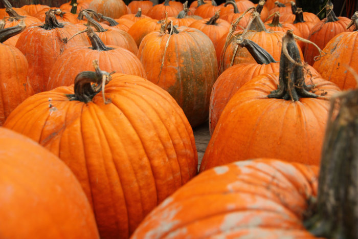 Disfruta el 'Pumpkin Picking' ¡Tiempo de recoger calabazas!