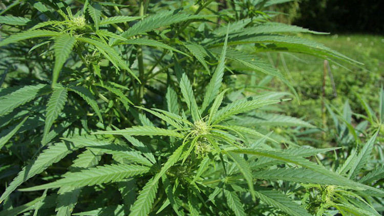 Audiencia pública en Long Island analizará propuesta de legalizar la marihuana