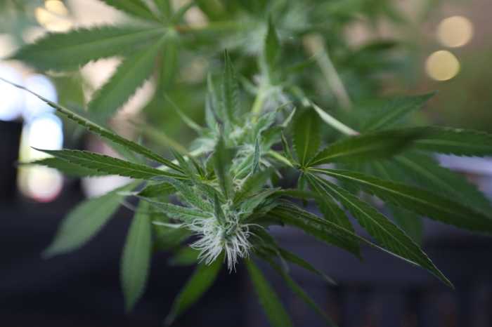 Legalización del uso recreativo de marihuana en NY podría tener impacto adverso