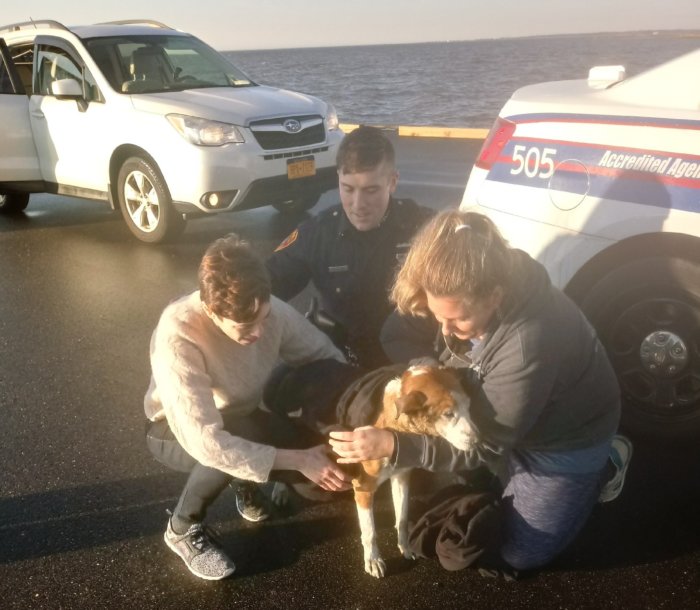 Oficiales de policía y buenos samaritanos rescatan a un perro de las aguas de la bahía