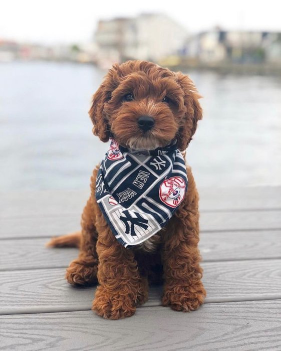 Lanzan concurso para mascotas de fanáticos de los Yankees