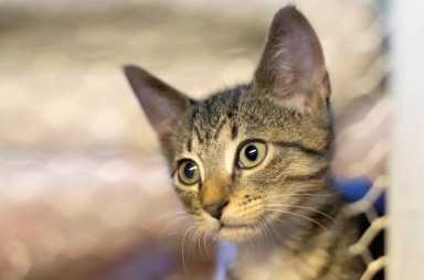 Nueva York quiere prohibir la extirpación de las uñas de los gatos