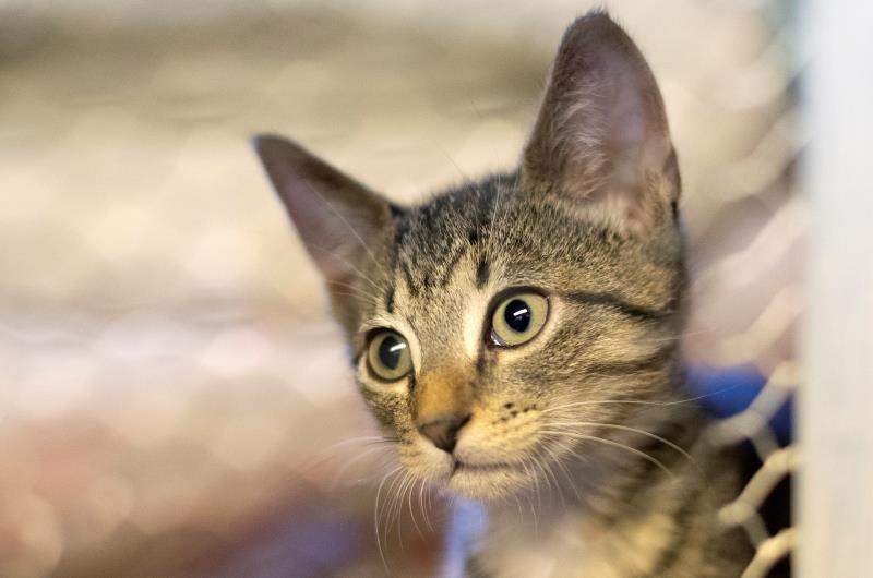 Nueva York quiere prohibir la extirpación de las uñas de los gatos