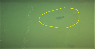 Avistan tiburones en aguas poco profundas de los Hamptons