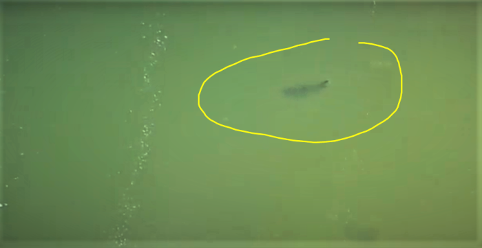 Avistan tiburones en aguas poco profundas de los Hamptons