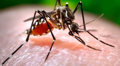 Muestras de mosquitos en Suffolk dan positivo con el Virus de la Encefalitis