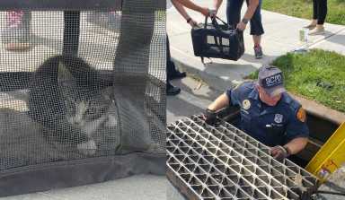 Oficiales rescatan a un gatito de Storm Drain