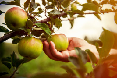¡Tiempo de cosechar Manzanas!