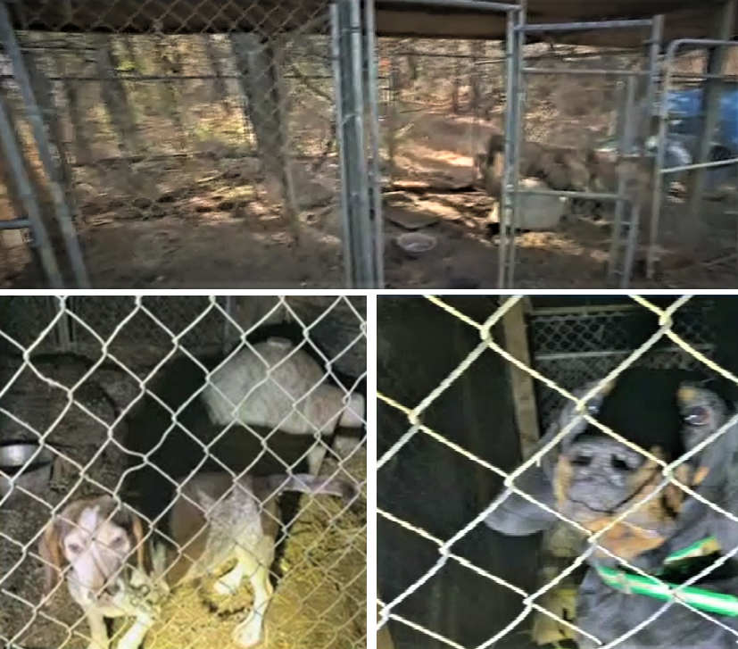 Policía de Suffolk rescata a 6 perros abandonados a temperaturas congelantes