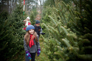 Cortar el árbol de Navidad… una nueva tradición familiar