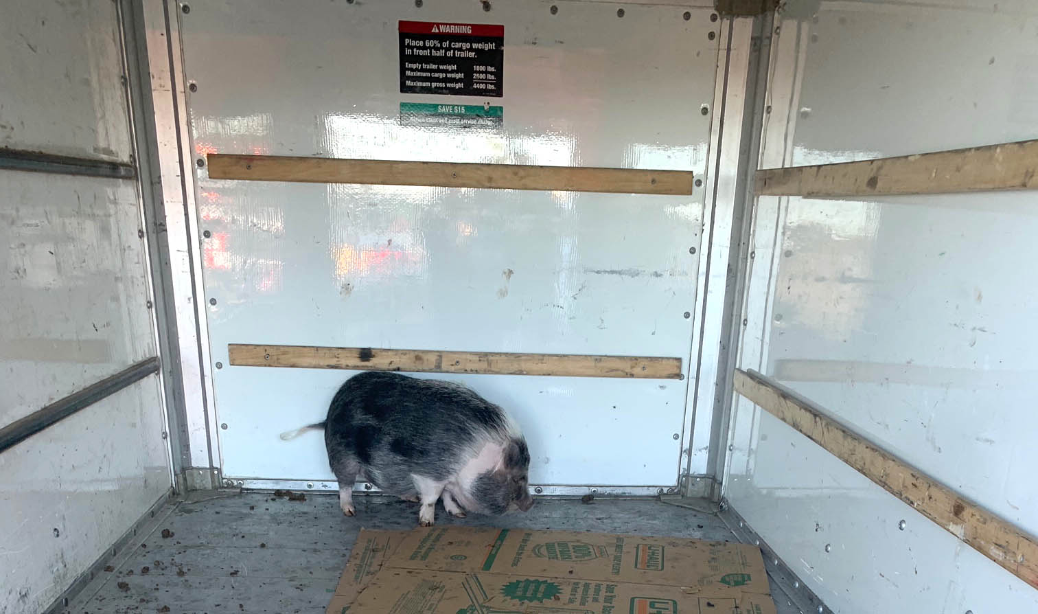 Policías de Suffolk rescatan a 3 cerdos que se escaparon en la Sunrise Highway