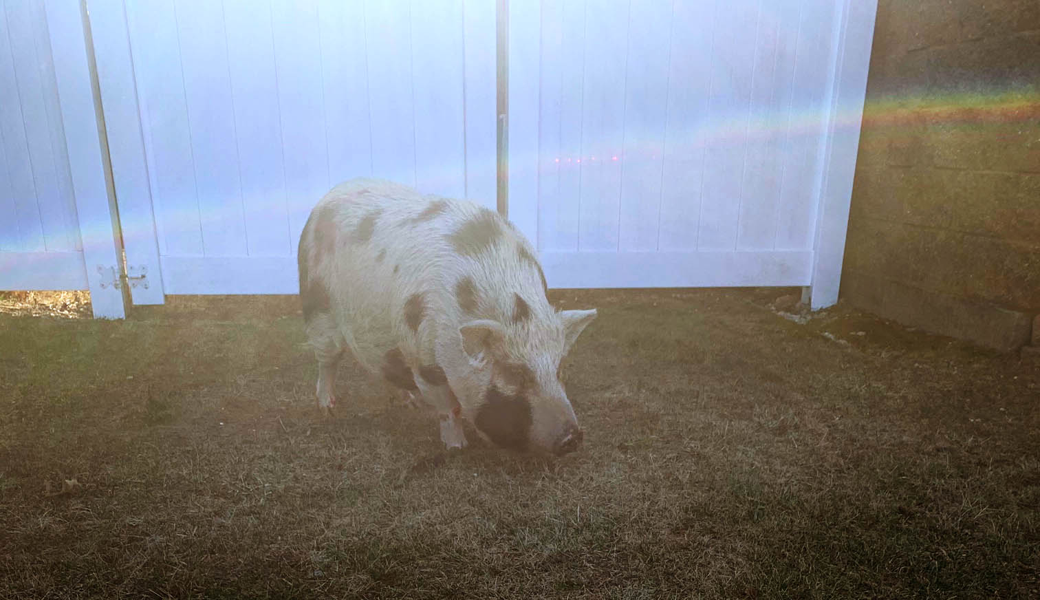 Policías de Suffolk rescatan a 3 cerdos que se escaparon en la Sunrise Highway