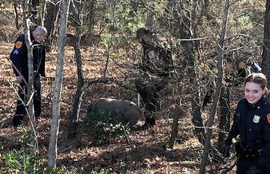 Policías de Suffolk rescatan a 3 cerdos que se escaparon en la Sunrise Highway