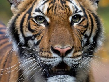 Un tigre en el zoológico del Bronx da positivo por Coronavirus