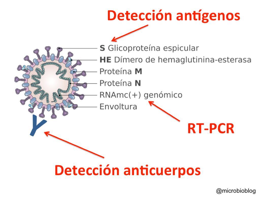 Conoce las principales pruebas para detectar el Coronavirus