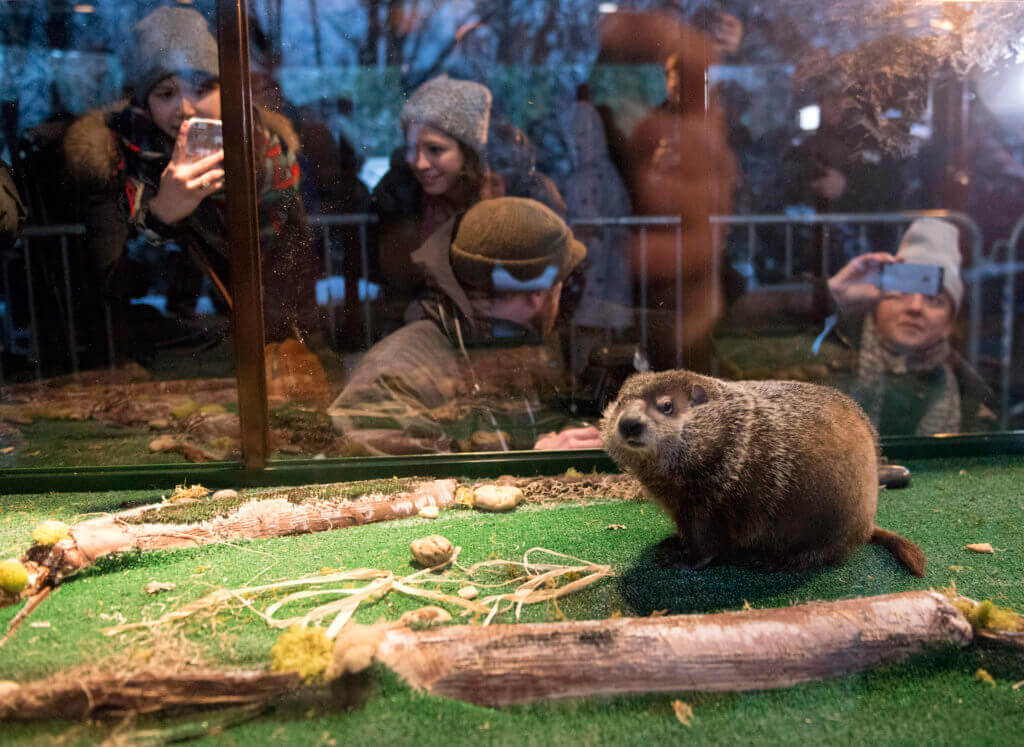 “Chuck” predice una primavera temprana durante evento virtual de ‘Groundhog Day’ (Día de la Marmota)