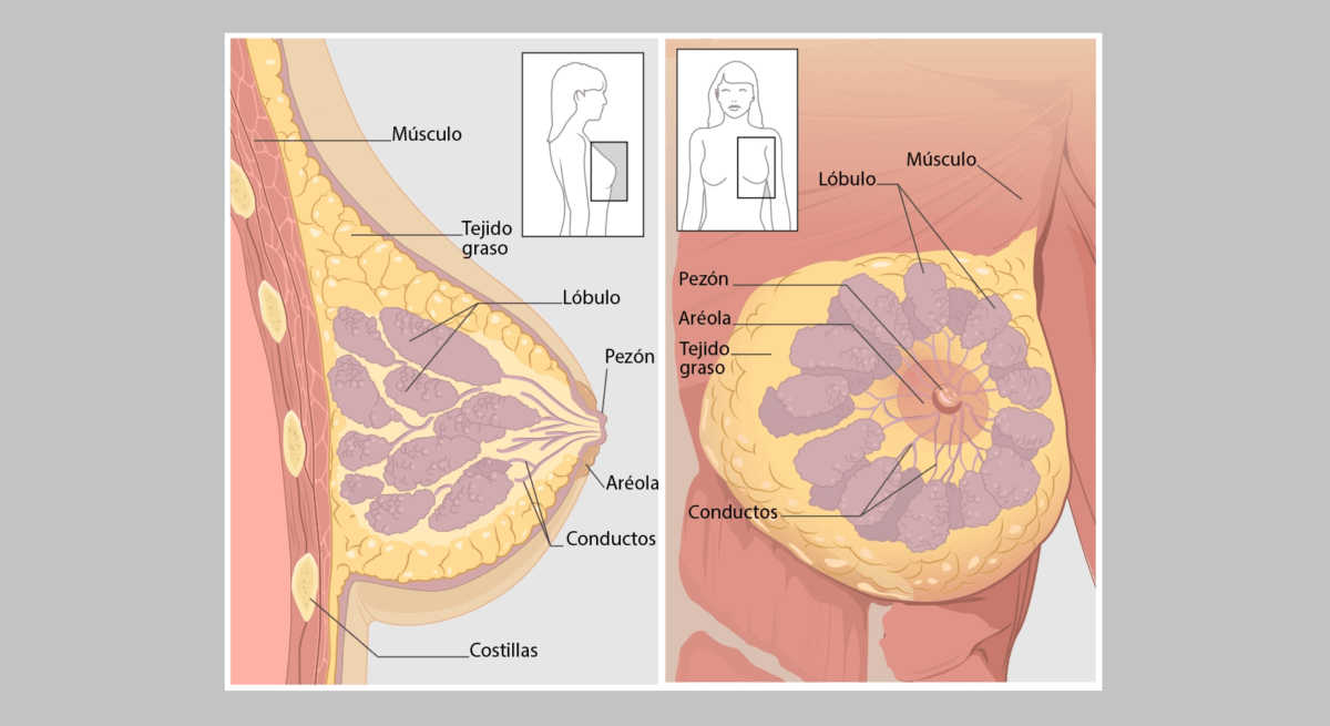 Promueven pruebas de detección del cáncer de mama a bajo costo