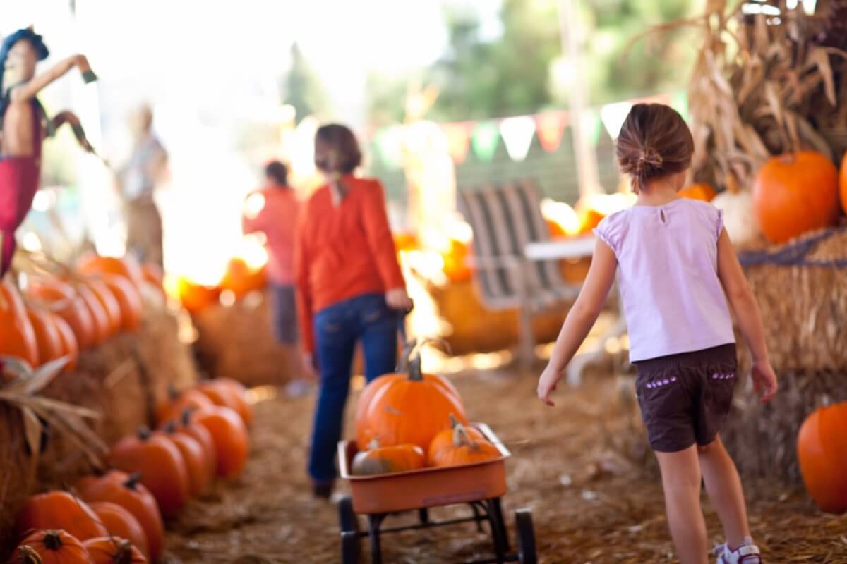 Vívelo LI : A disfrutar los festivales de otoño