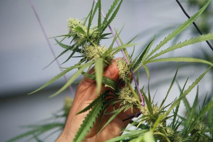 Agricultores de LI y NY podrán comenzar el cultivo de marihuana