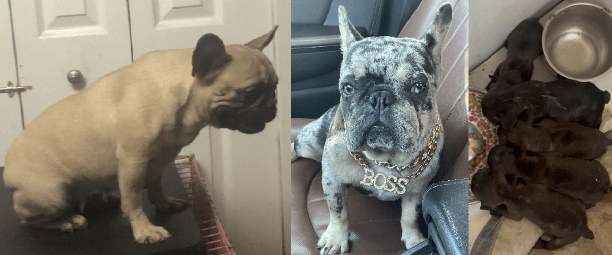 Roban 7 perritos bulldogs de una vivienda ubicada en Suffolk