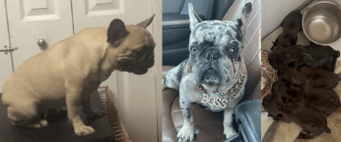 Roban 7 perritos bulldogs de una vivienda ubicada en Suffolk
