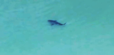 ¡Tiburones en Nassau y Suffolk! Un escualo muerde a salvavidas en la playa