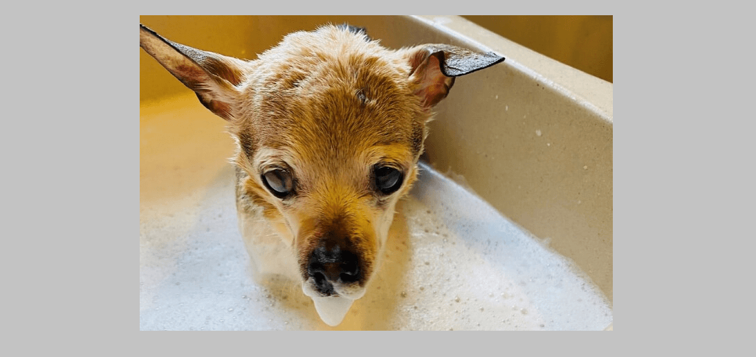 El 'Perro más Viejo del Mundo', nacido en Long Island, muere a los 22 años