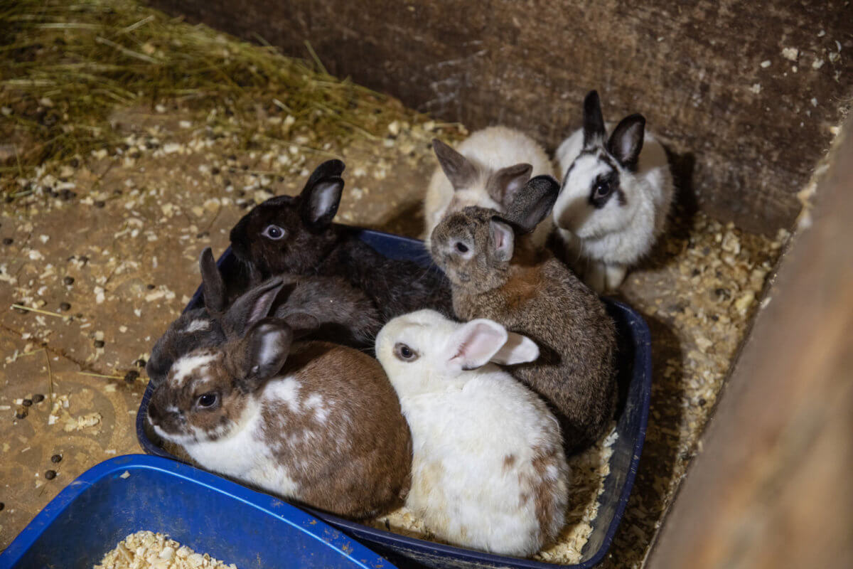 Cerca de 300 mascotas rescatadas de una casa infestada de bichos en Suffolk