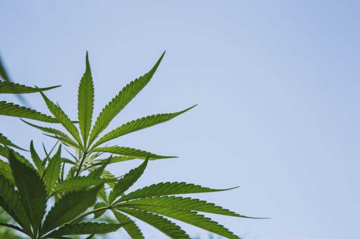 cannabis