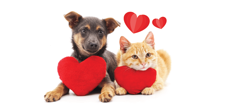 Town de Hempstead ofrece adopciones gratuitas de mascotas