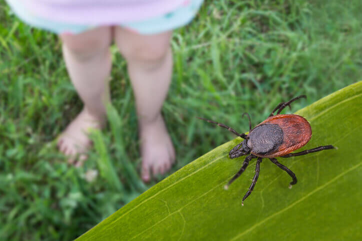 Lo que debe saber sobre la temporada de garrapatas y Lyme