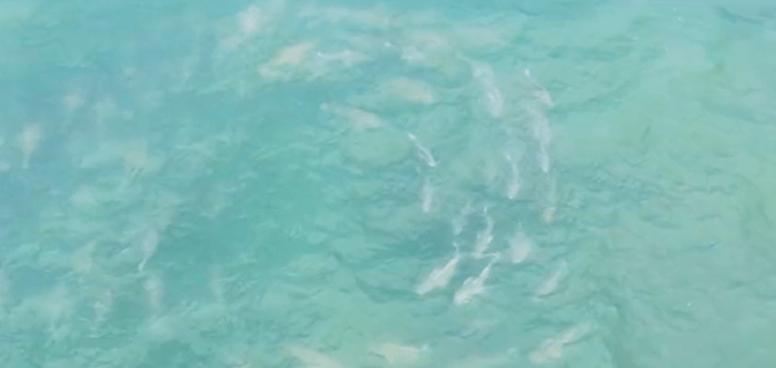 Nueva York contratará más drones ante la creciente presencia de tiburones en sus playas