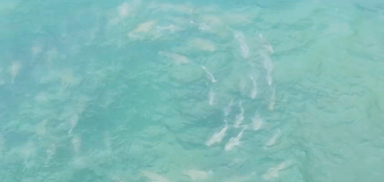 Nueva York contratará más drones ante la creciente presencia de tiburones en sus playas