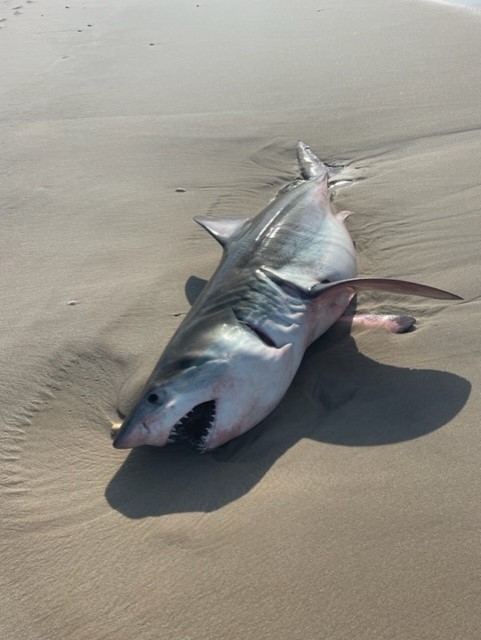 Posibles ataques de tiburones provocan patrullas intensificadas en playas de Long Island