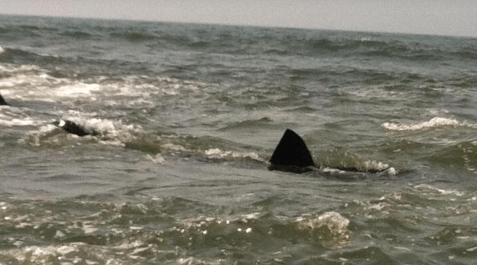 Tiburón en Rockaway Beach muerde a mujer y la deja grave
