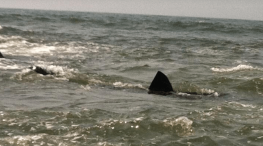 Tiburón en Rockaway Beach muerde a mujer y la deja grave