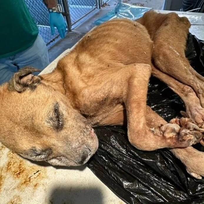 Hombre de Nassau acusado de matar de hambre a su perra y luego intentar quemarla
