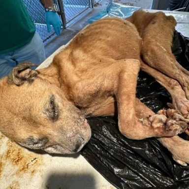 Hombre de Nassau acusado de matar de hambre a su perra y luego intentar quemarla