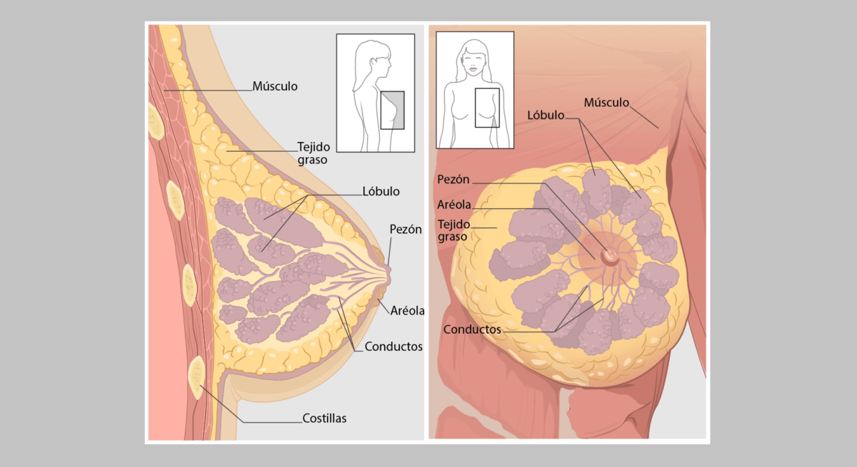 Organizan exámenes de detección de cáncer de mama en Westbury y Lakeview