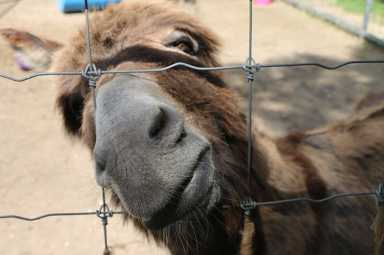 Vívelo LI : Aventuras en el Zoo dirigidas a Niños en Manorville