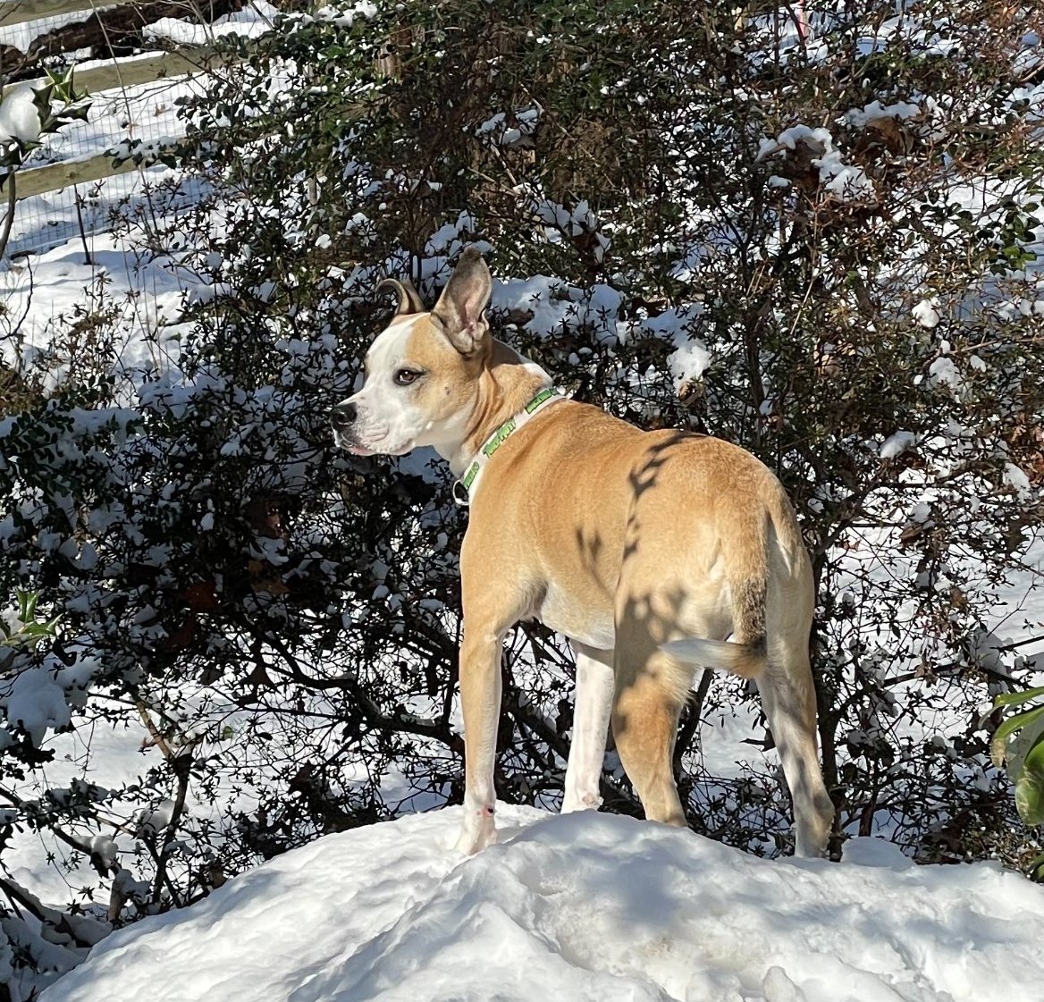 Salir en invierno y la nieve es bueno para la salud