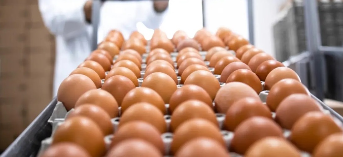 Prevenga la intoxicación al comer huevos