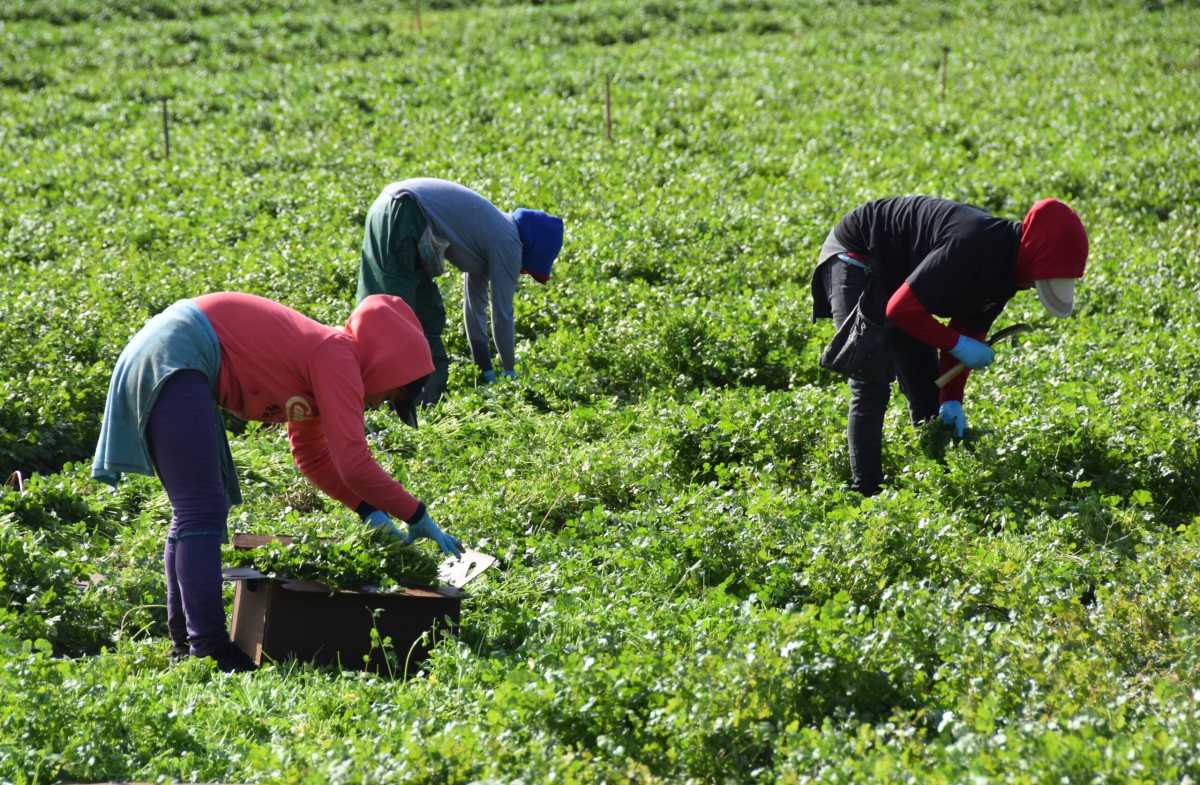 Empresarios y activistas piden que Biden amplíe los permisos de trabajo para inmigrantes